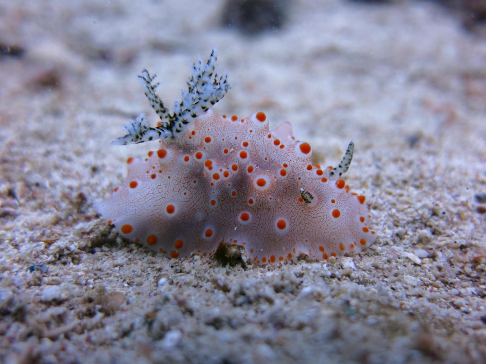 Badladz Beach And Dive Resort Пуерто-Галера Екстер'єр фото